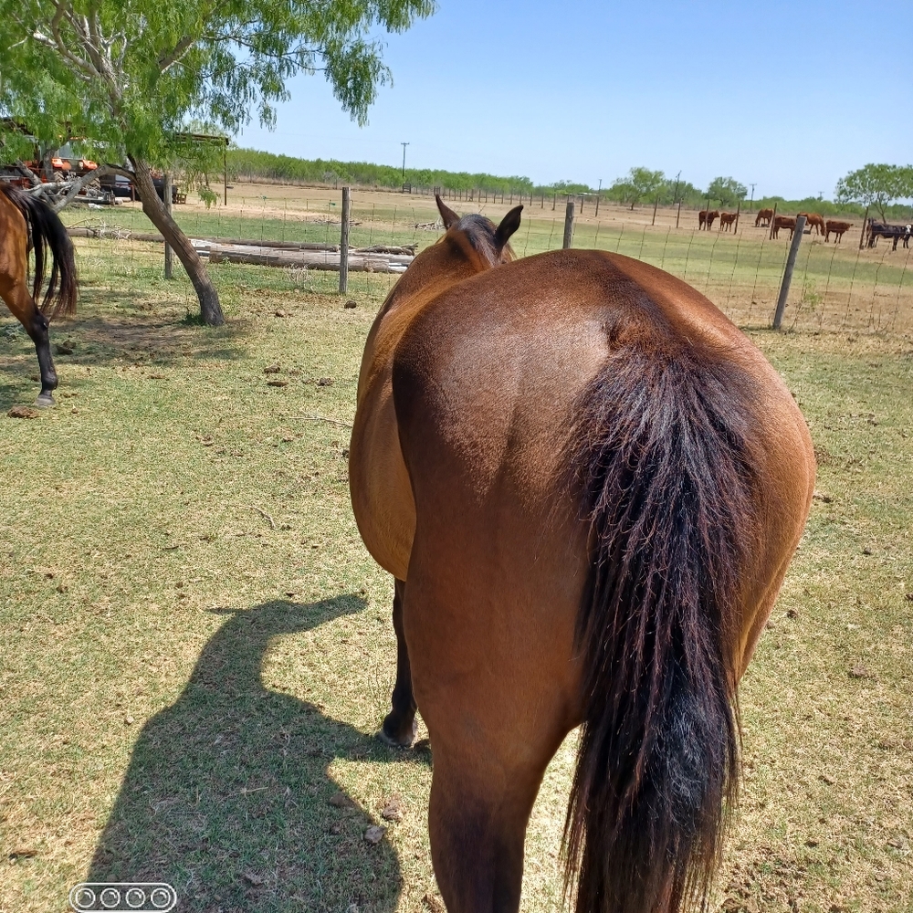 Meet your Posher, Equigflight